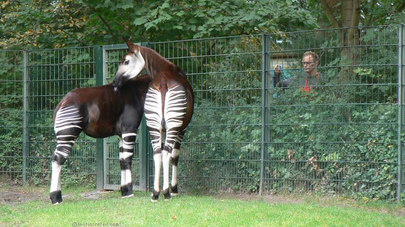 Berlin zoo